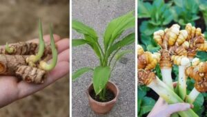 Come coltivare la curcuma nei contenitori