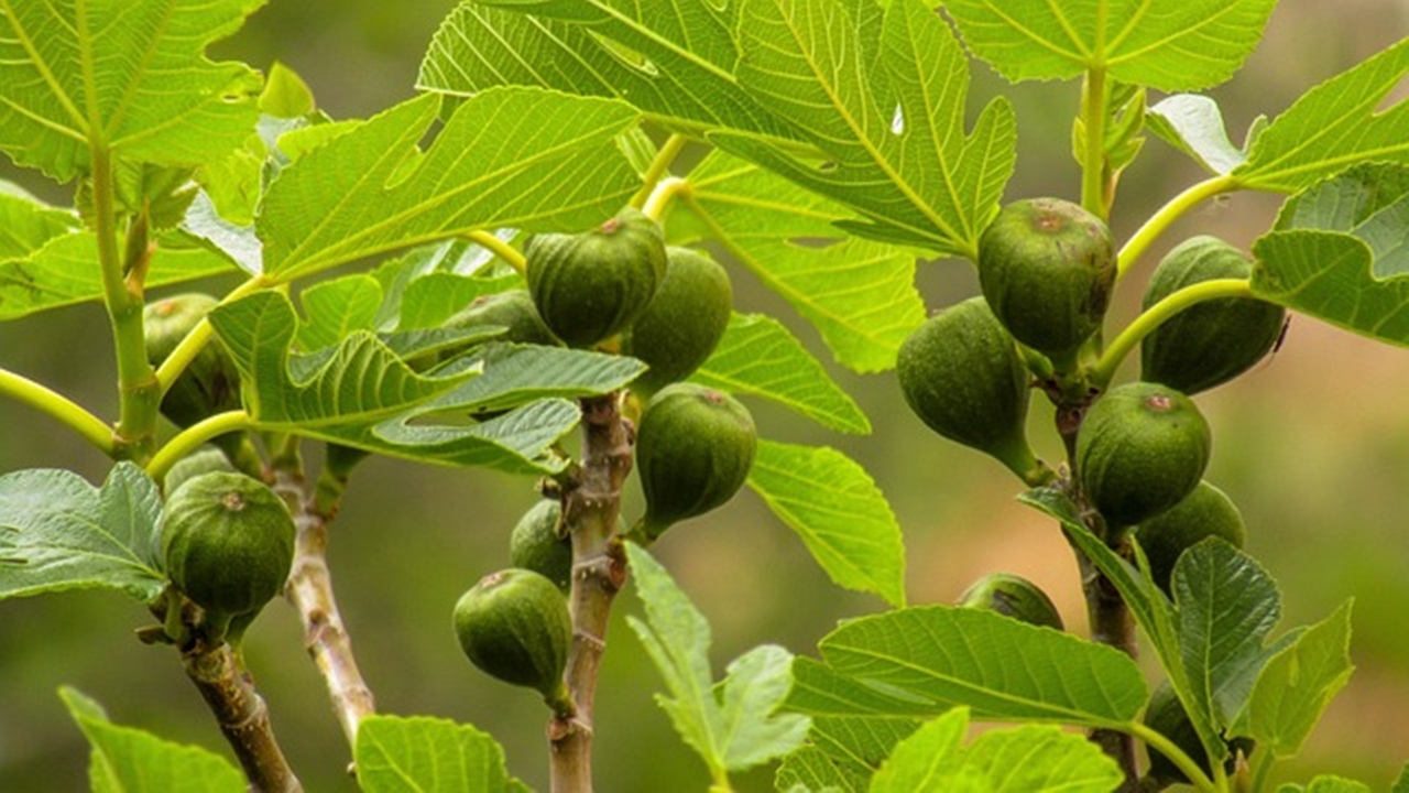 albero di fichi