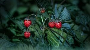 Fragola di bosco: tutto quello che dovete sapere su questo frutto