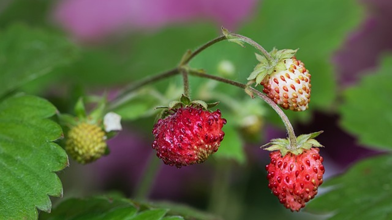 frutti di bosco