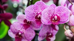 La tua orchidea ha le foglie rigate? È perché commetti questo errore