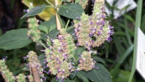 Patchouli, sapevi che è anche una pianta aromatica? Puoi usarlo così