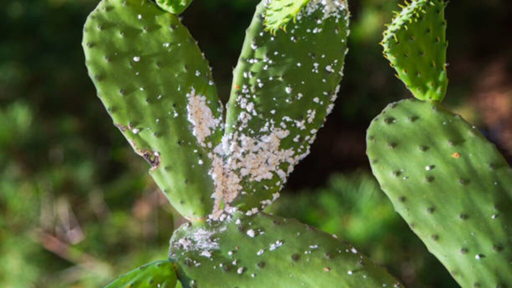 Opuntia cactus