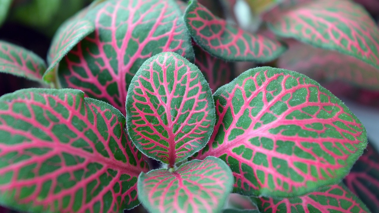 fittonia