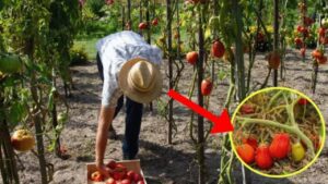 Un ricco raccolto di pomodori con il trucco del contadino