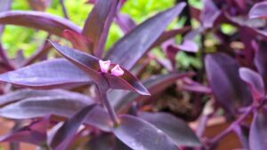 Tradescantia, come propagare questa pianta bellissima