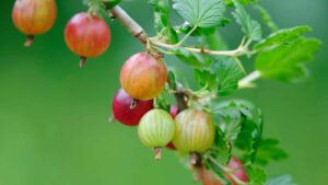 Uva spina: tutto quello che devi sapere su questo dolce frutto di bosco