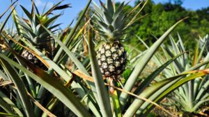 Avete mai visto come l’ananas nasce dalla sua pianta?