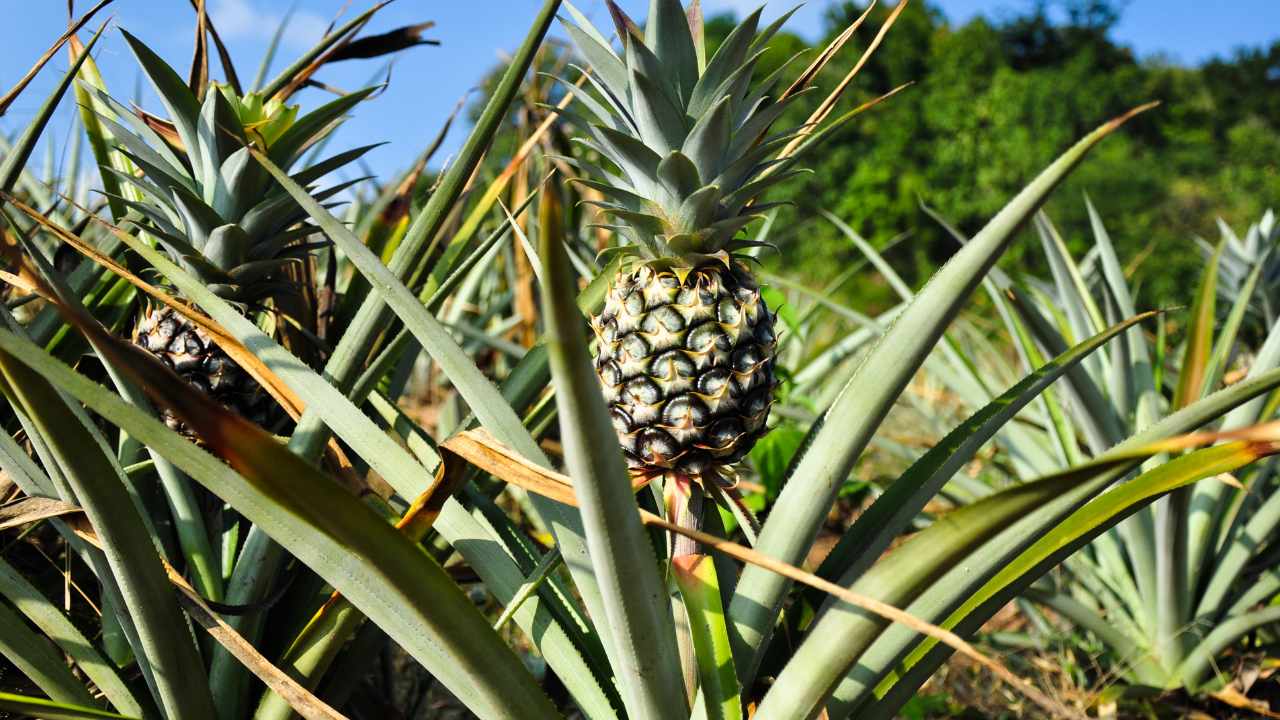 Pianta di ananas