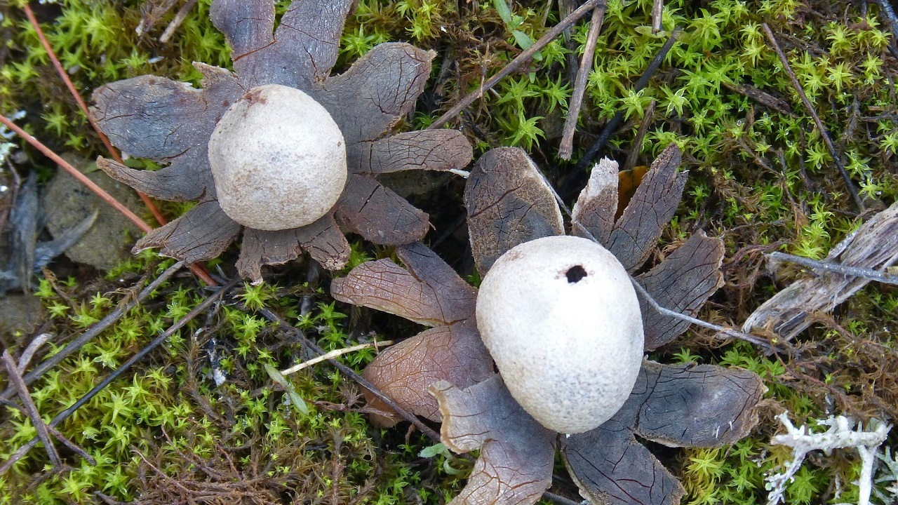 fungo della pioggia