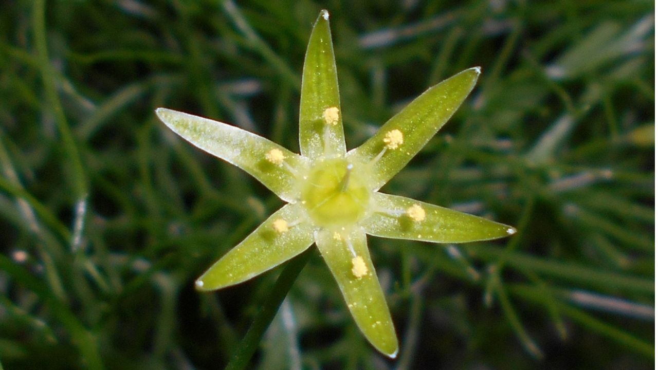 Fiore cipolla di mare