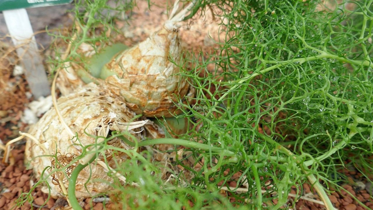 Bulbi cipolla di mare