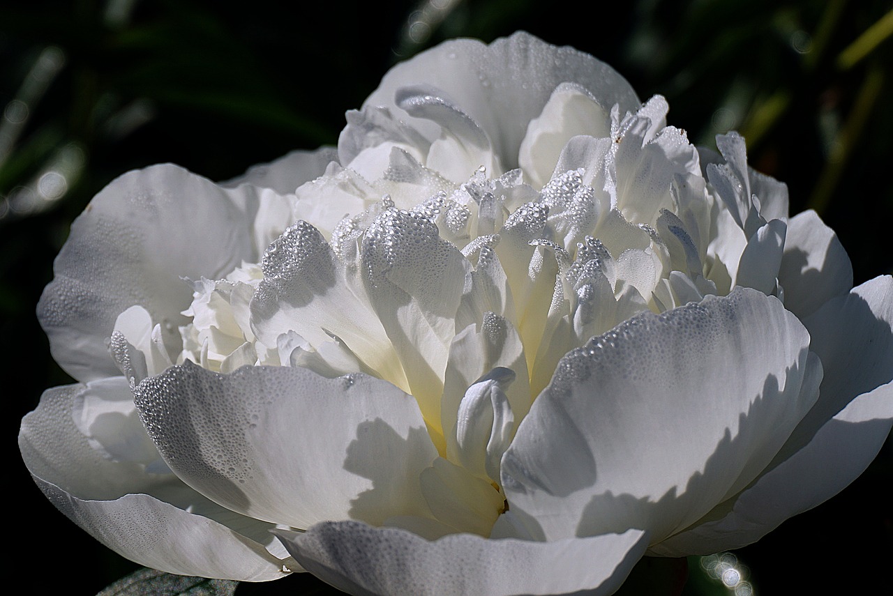 Peonie in primo piano