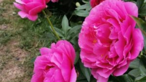 Peonie: cosa devi fare prima dell’arrivo dell’inverno