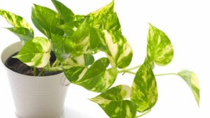 Le punte del pothos si alzano verso l’alto? Questo è ciò che la tua pianta vuole dirti