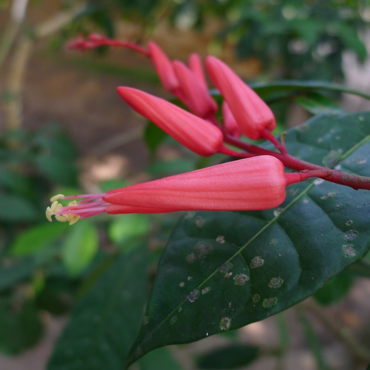 Fiori quassia amara