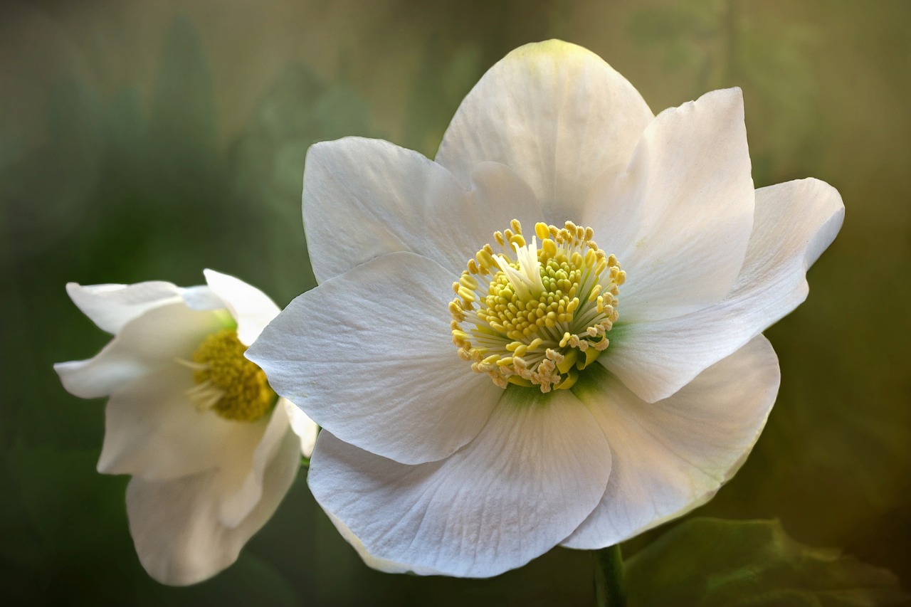 Primo piano Rosa di Natale