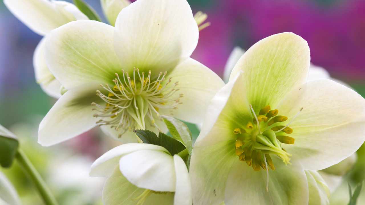 Fiori Rosa di Natale