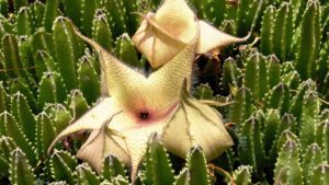 Stapelia gigantea: tutto quello da sapere sulla questa straordinaria pianta grassa