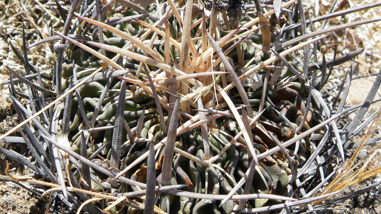 Stenocactus crispatus