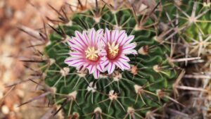 Stenocactus crispatus: trucchi e segreti per far prosperare questa pianta grassa