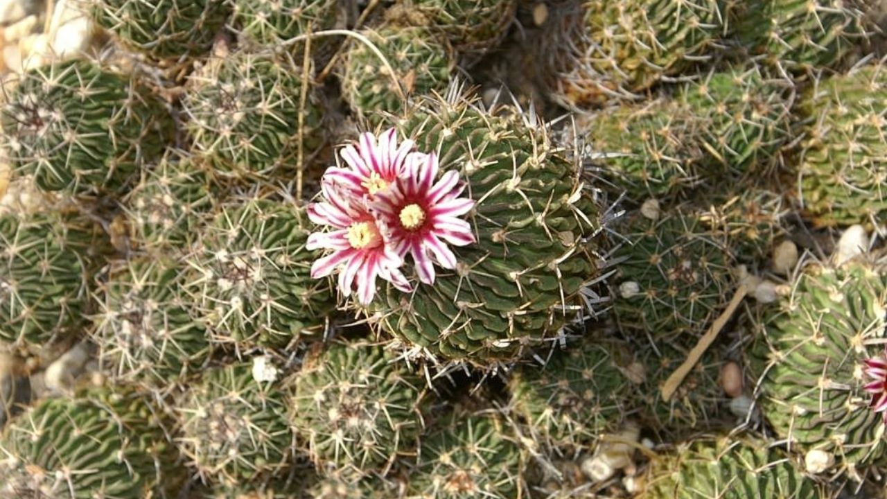 Fioritura Stenocactus crispatus