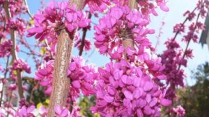 Albero di Giuda, caratteristiche e storia di questa pianta leggendaria: quello che pochi sanno