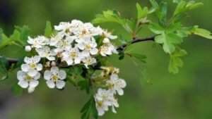 Il Biancospino: perché è una pianta officinale