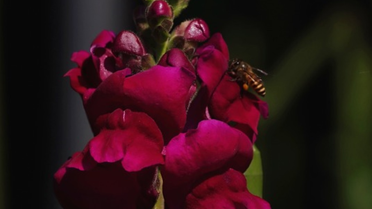 Antirrhinum majus 