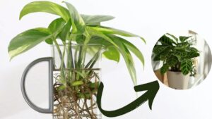 Calathea – talea in acqua: come e quando farla