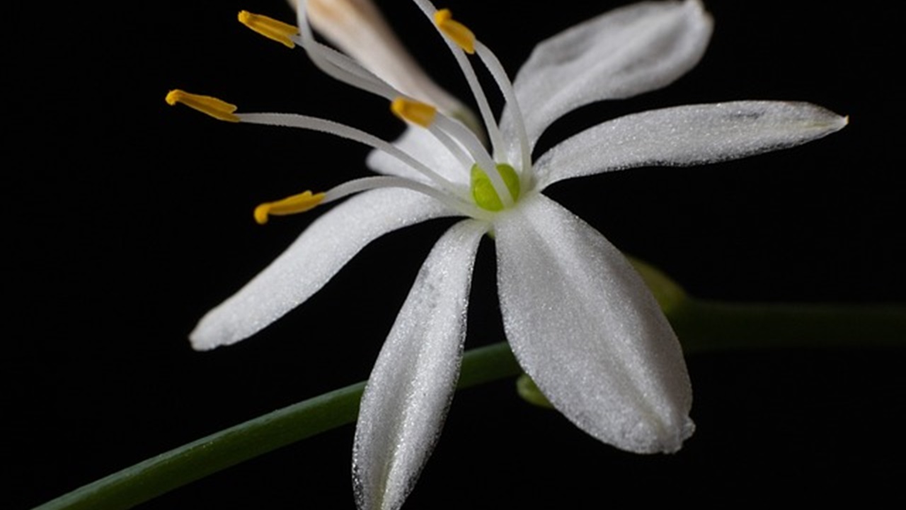 fiore bianco