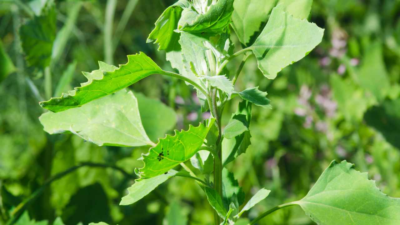 Chenopodium album