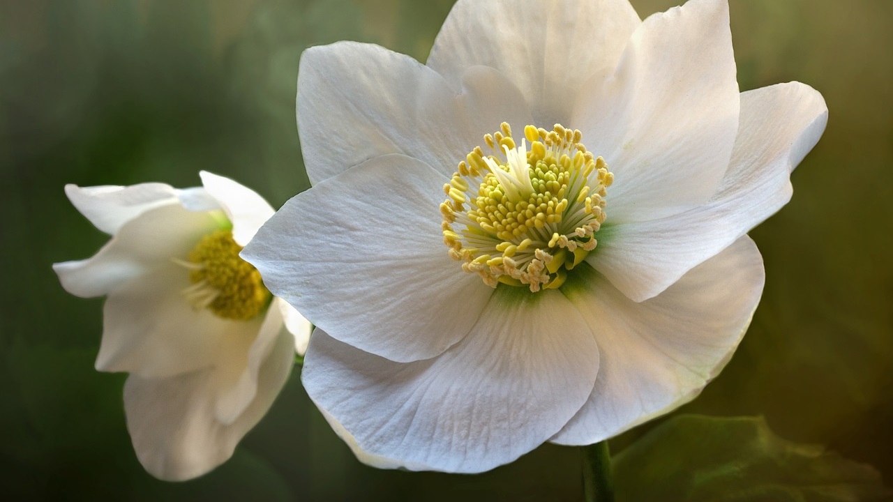 fiore bianco