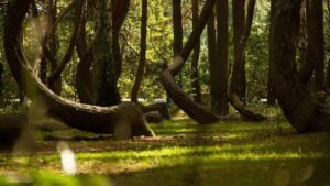 Foresta Storta, nei hai mai sentito parlare? Un mistero irrisolto della natura: ecco le teorie più strane