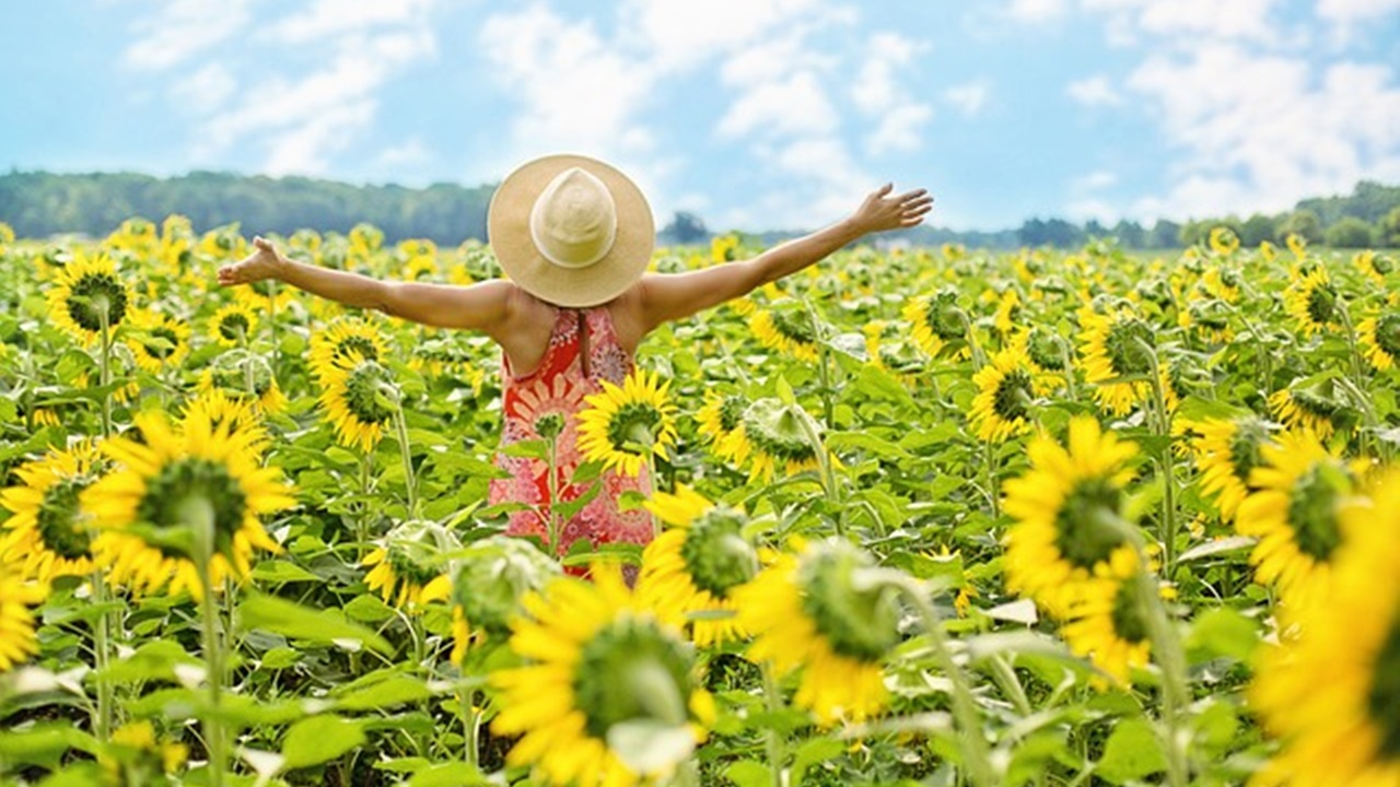 campo di girasoli