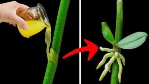 Orchidee, come far spuntare nuove radici: prova questo trucchetto