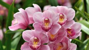 Orchidee: puoi farle fiorire anche in inverno con questo magico rimedio