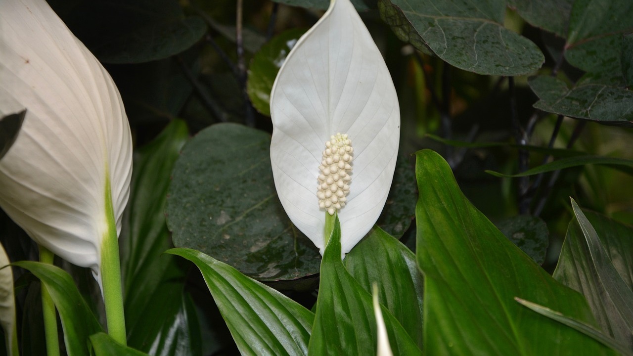 fiore bianco