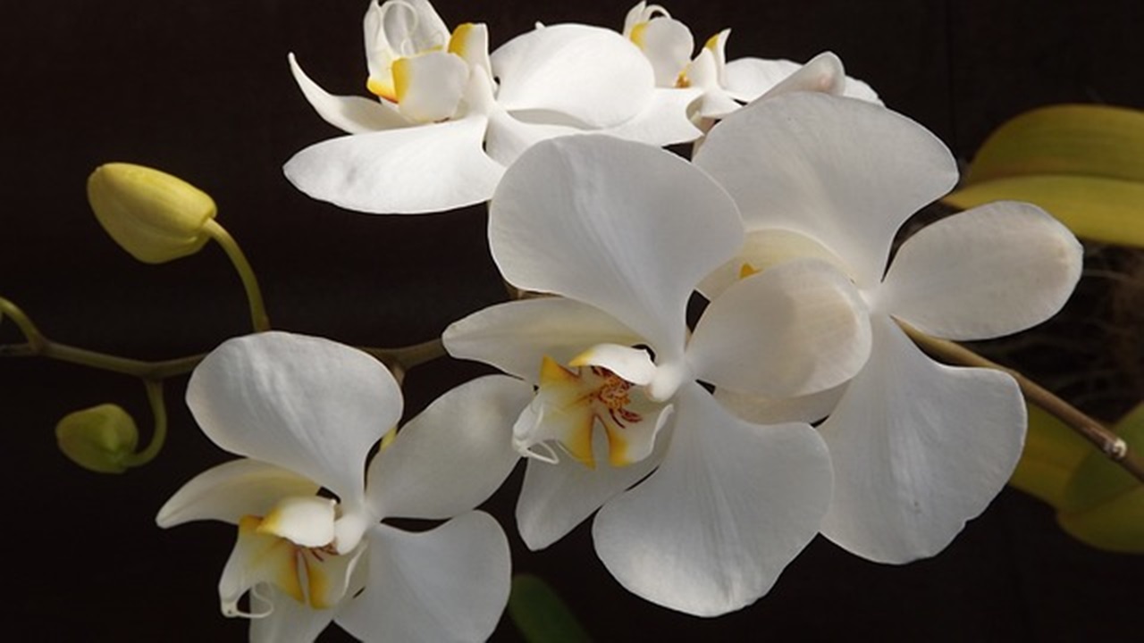 orchidea