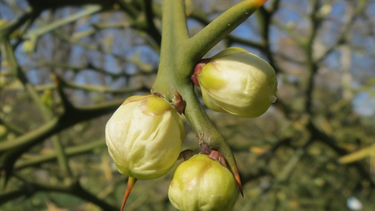  poncirus trifoliata