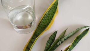 Un metodo alternativo per coltivare (in acqua) la Sansevieria