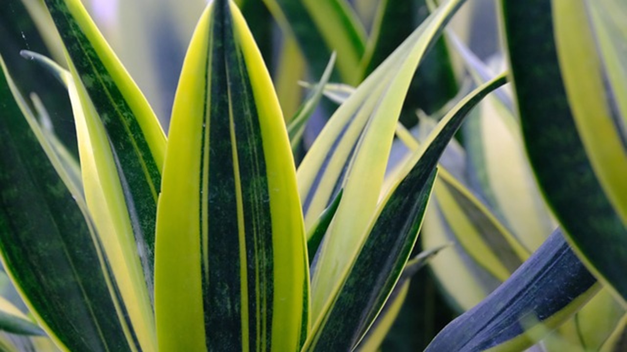 sansevieria trifasciata