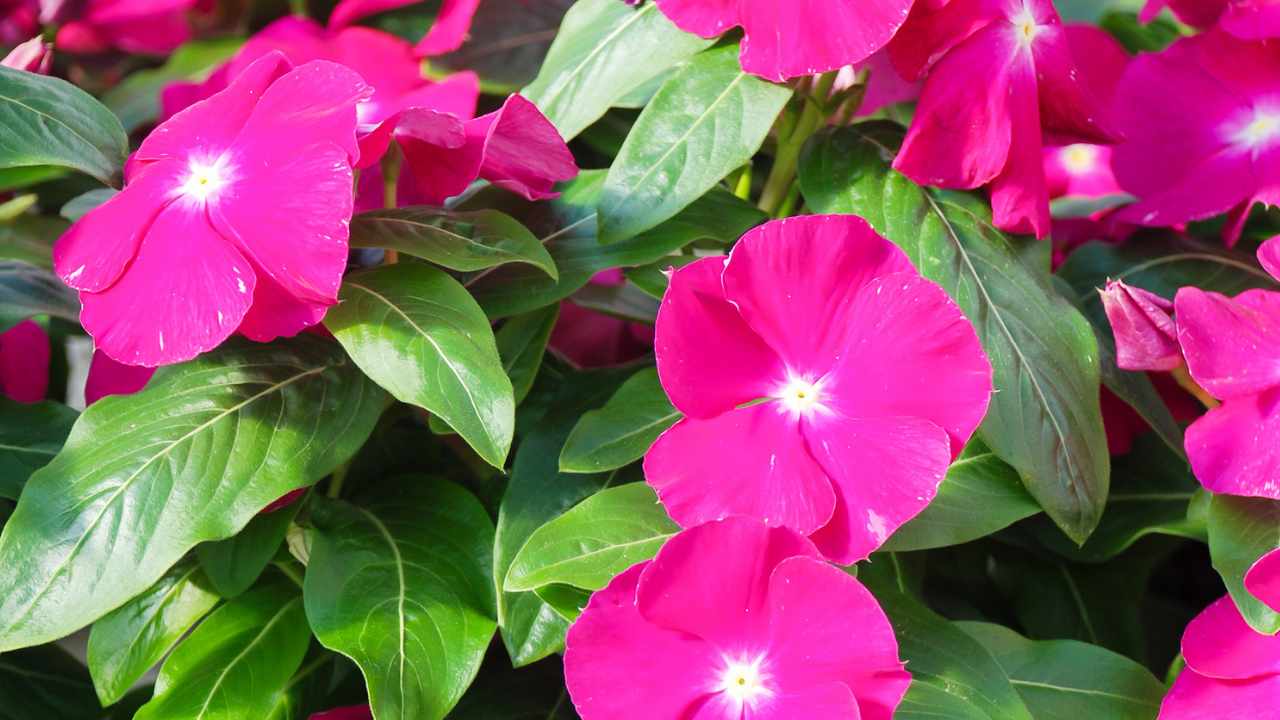 pervinca