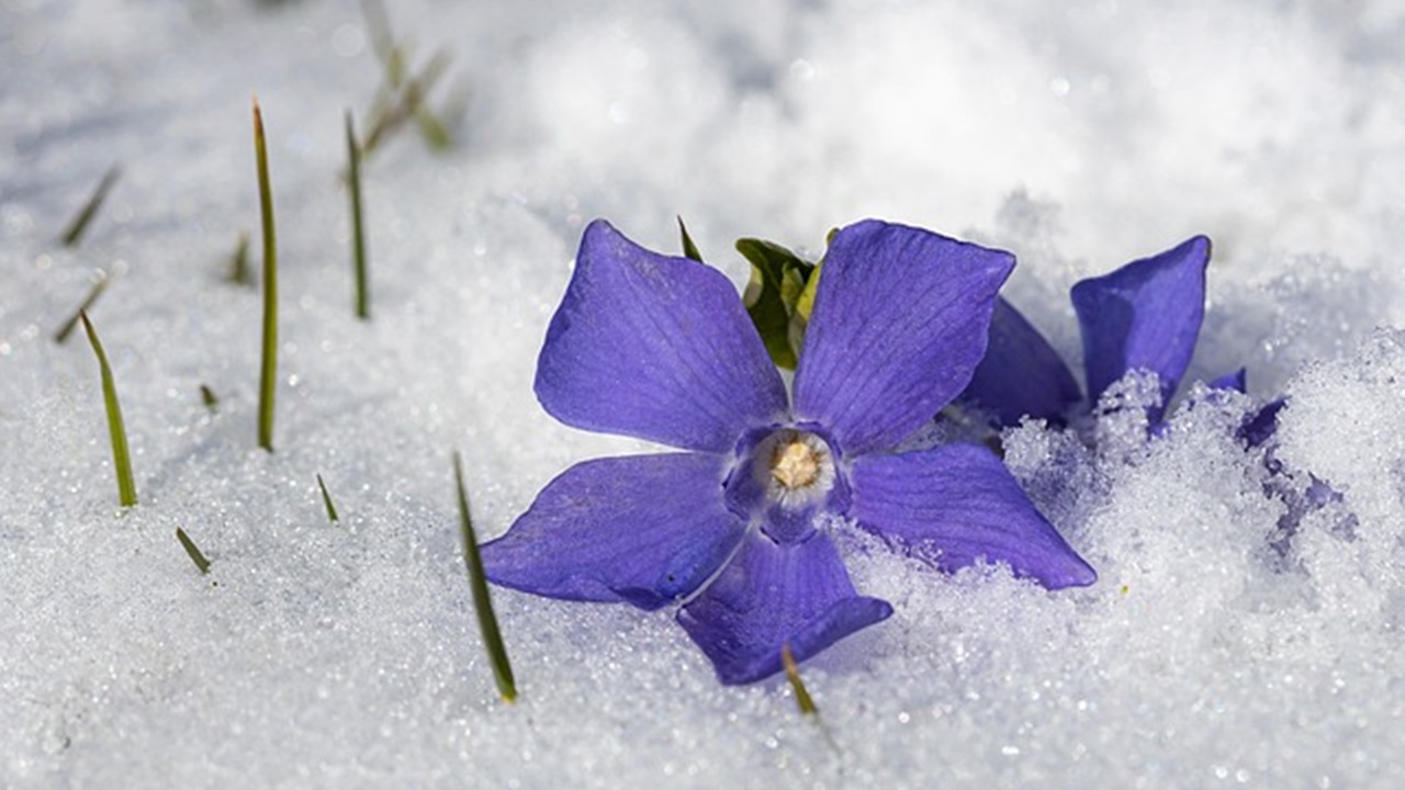 fiore viola