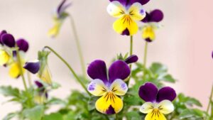 È il fiore dell’inverno, come prendersi cura della viola del pensiero