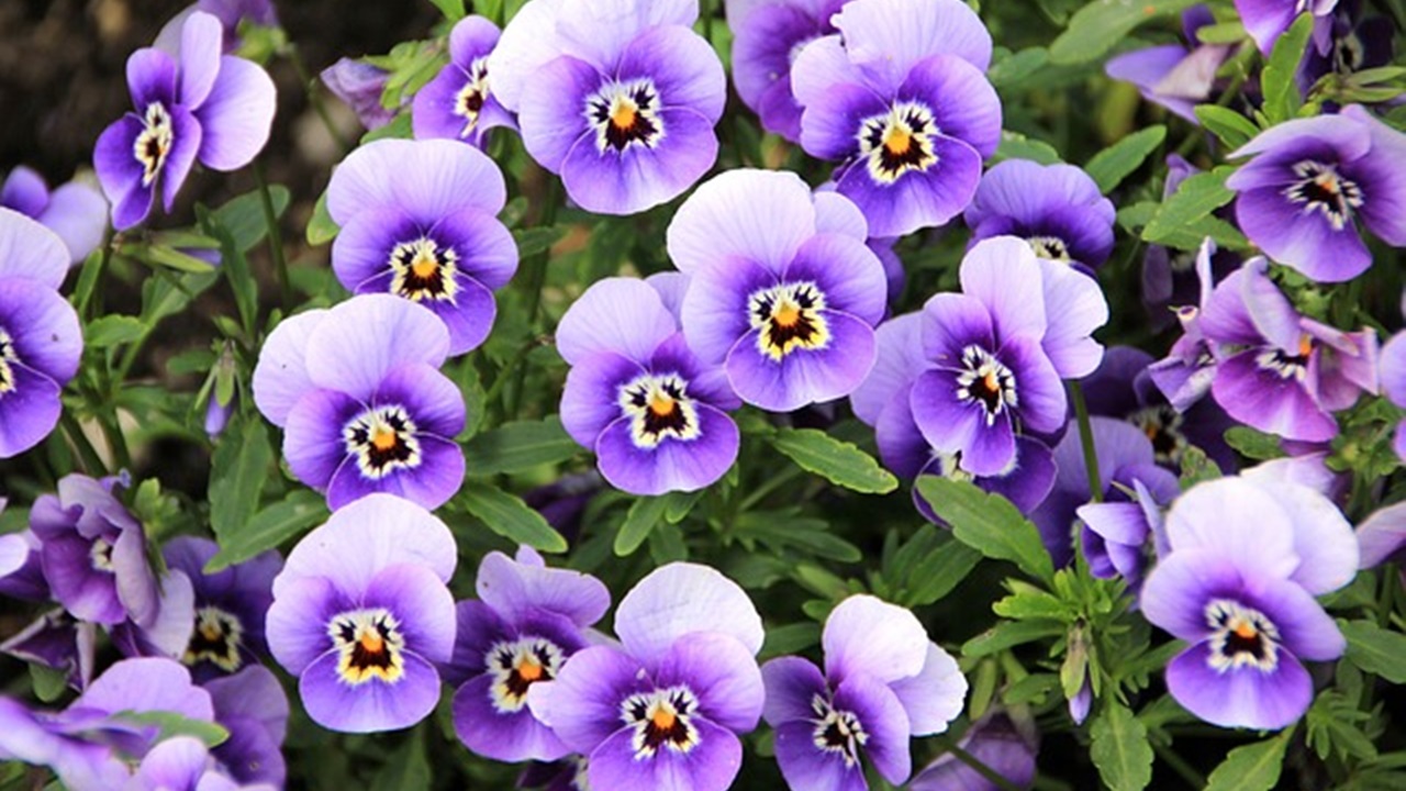 fiorellini viola