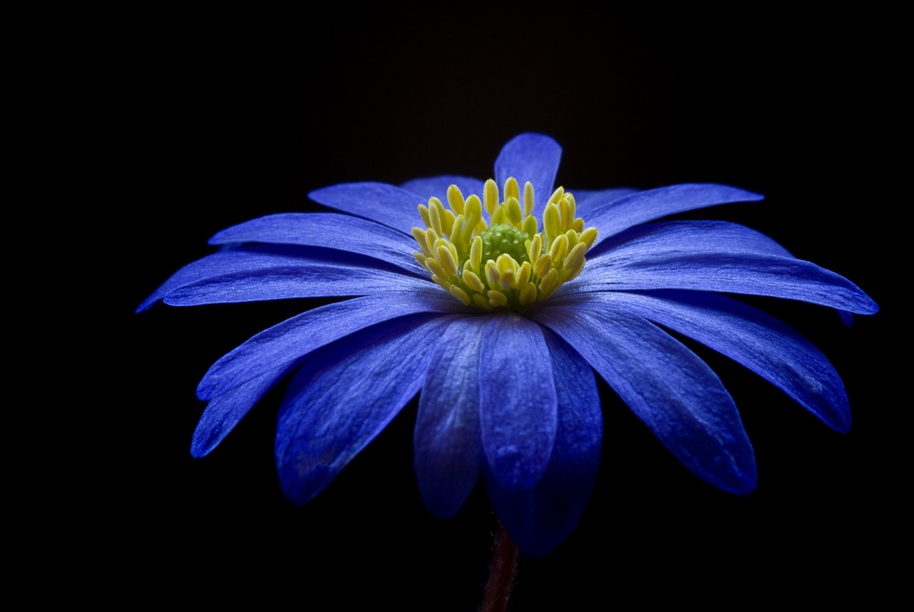 Anemone dai petali blu