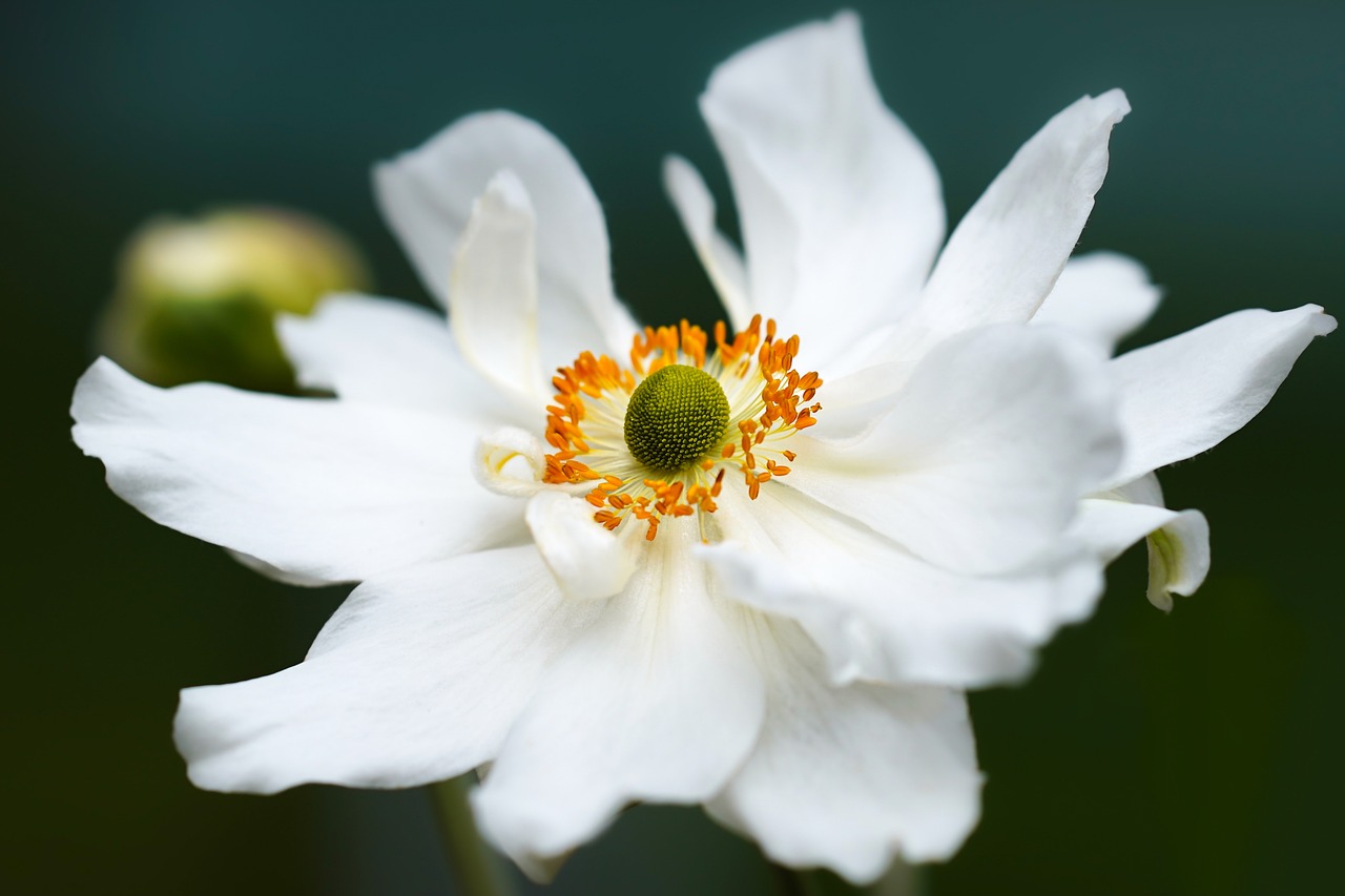 Anemone dai petali bianchi