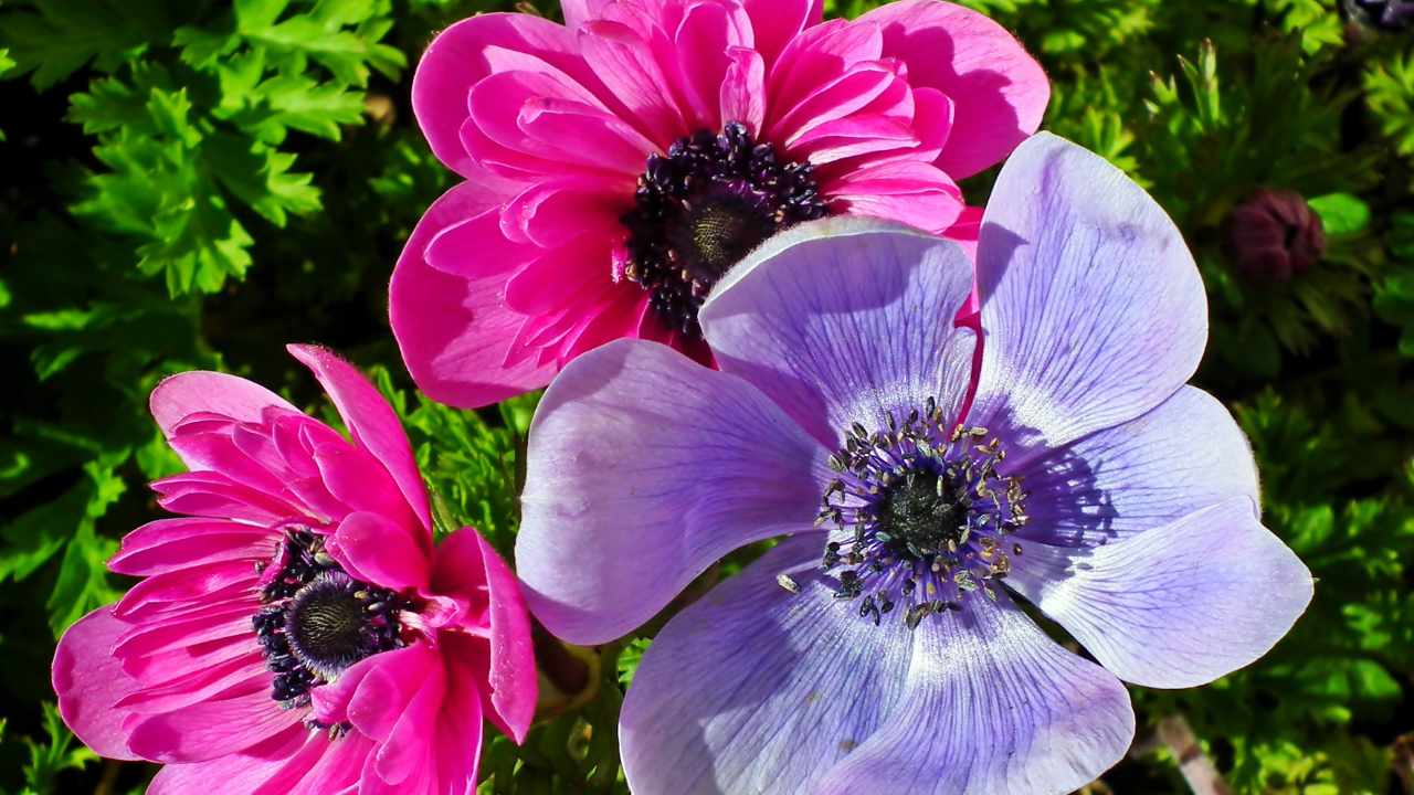 Anemone in primo piano