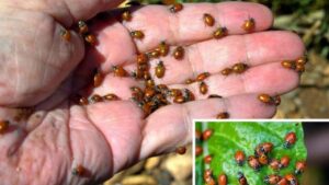 Come attirare migliaia di coccinelle nel tuo giardino: scoprirai che sono importantissime